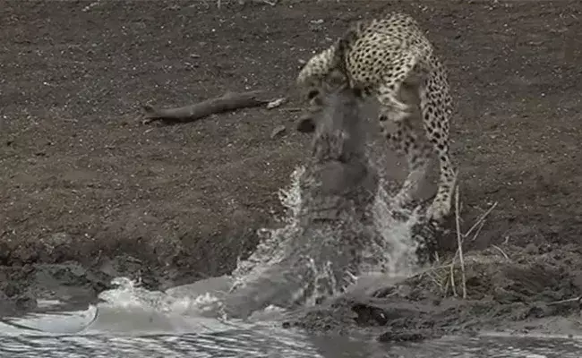 మొసలి, చిరుత ఢిష్యుం.. ఢిష్యుం.. నాతో పెట్టుకుంటే కథ వేరే!