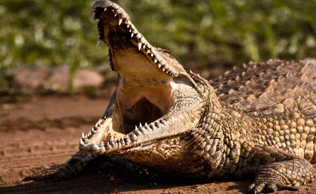 20 అడుగుల పొడవు..750 కేజీల బరువు.. నైలు నది మొసలి గురించి తెలుసా?