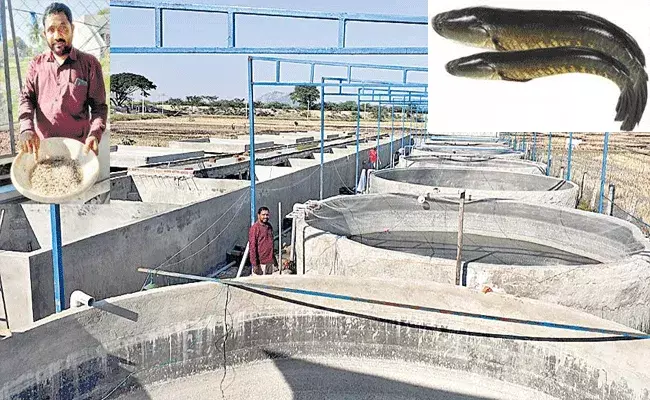 సిమెంట్ ట్యాంకుల్లో కొర్రమీను చేపల పెంపకం సిమెంట్ ట్యాంకుల్లో కొర్రమీను చేపల పెంపకం