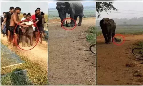 ఏనుగుతో సెల్ఫీలా.. ఏం చేస్తానో చూడు.. కోపంతో తల్లి ఏనుగు ఏనుగుతో సెల్ఫీలా.. ఏం చేస్తానో చూడు.. కోపంతో తల్లి ఏనుగు