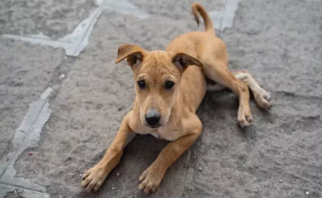 కొడుకులపై కోపం.. ఆస్తి మొత్తం కుక్క పేర రాసిన కూల్ ఫాదర్ కొడుకులపై కోపం.. ఆస్తి మొత్తం కుక్క పేర రాసిన కూల్ ఫాదర్