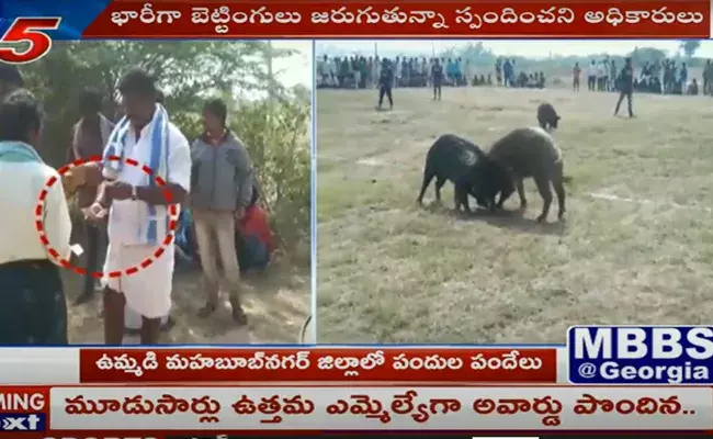 పందులతో పందేలు.. వేల రూపాయల్లో బెట్టింగులు