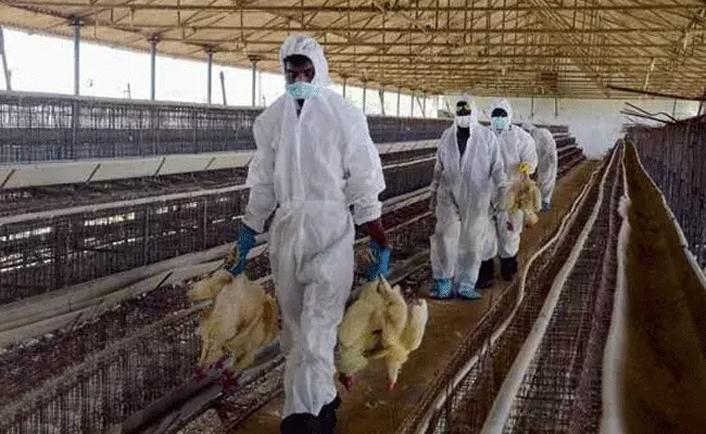 బర్డ్ ఫ్లూ ఎఫెక్ట్.. 15 రోజులు చికెన్ షాపులు బంద్..