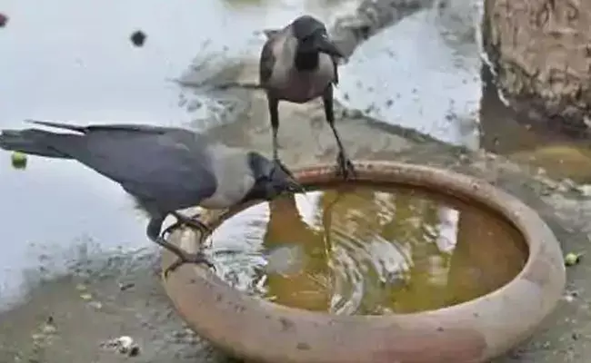 నాలుగు రాష్ట్రాలను వణికిస్తున్న బర్డ్ ఫ్లూ నాలుగు రాష్ట్రాలను వణికిస్తున్న బర్డ్ ఫ్లూ