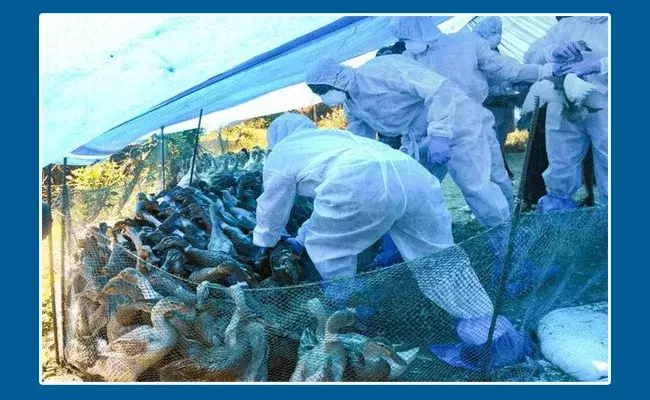 బర్డ్‌ ఫ్లూ వైరస్‌ వ్యాప్తి.. 40 వేలకుపైగా పక్షులను చంపేందుకు చర్యలు