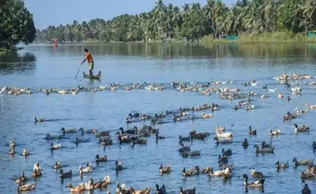 పంజా విసురుతున్న బర్డ్ ఫ్లూ  .. వైరస్ దెబ్బకు ప్రాణాలు కోల్పోతున్న పక్షులు పంజా విసురుతున్న బర్డ్ ఫ్లూ  .. వైరస్ దెబ్బకు ప్రాణాలు కోల్పోతున్న పక్షులు