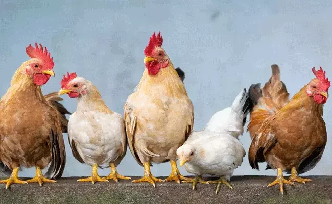 కొక్కొరొక్కో.. కోడి ధర కిలో రూ.15