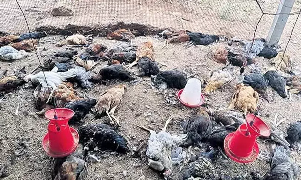 Bird Flu In Telangana : తెలంగాణలోనూ బర్డ్ఫ్లూ భయాలు ..  కొప్పూర్లో 120 కోళ్లు మృతి! Bird Flu In Telangana : తెలంగాణలోనూ బర్డ్ఫ్లూ భయాలు ..  కొప్పూర్లో 120 కోళ్లు మృతి!