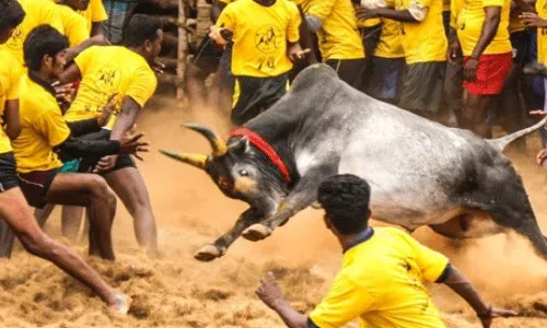 తమిళనాడు జల్లికట్టులో విషాదం తమిళనాడు జల్లికట్టులో విషాదం