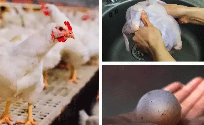 భయపెడుతున్న బర్డ్‌ఫ్లూ.. గుడ్లు, చికెన్ తినడంపై WHO సలహా