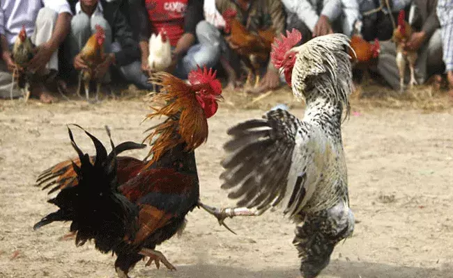 ఓ వైపు పోలీస్ ఆంక్షలు..మరోవైపు పందెం కోళ్ల సవాళ్లు