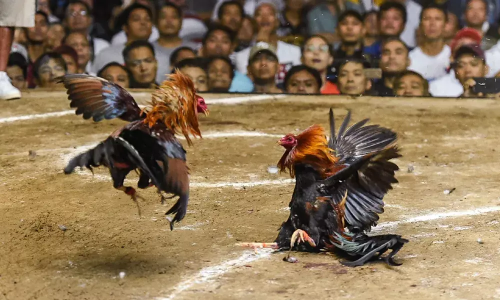 కోనసీమలో జోరుగా కోడిపందాలు.. అధికారుల ఆదేశాలు భేఖాతరు చేసిన పందేం రాయుళ్లు కోనసీమలో జోరుగా కోడిపందాలు.. అధికారుల ఆదేశాలు భేఖాతరు చేసిన పందేం రాయుళ్లు