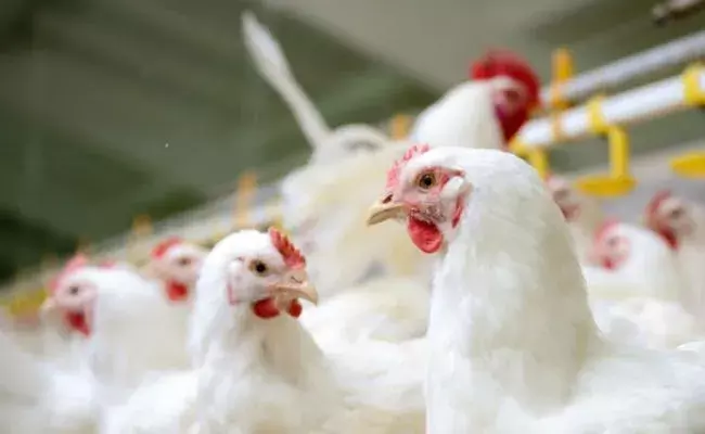 బర్డ్ ఫ్లూ భయం: అనూహ్యంగా పడిపోయిన చికెన్ రేట్లు! బర్డ్ ఫ్లూ భయం: అనూహ్యంగా పడిపోయిన చికెన్ రేట్లు!