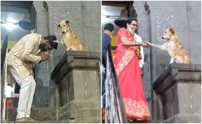 భక్తులను ఆశీర్వదిస్తున్న శునకం.. ఆ ఆలయంలో ప్రత్యేకం భక్తులను ఆశీర్వదిస్తున్న శునకం.. ఆ ఆలయంలో ప్రత్యేకం