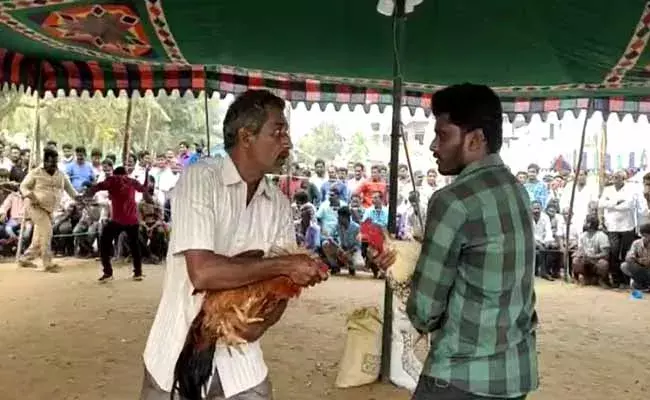 ఏపీలో మూడ్రోజుల పాటు జోరుగా సాగిన కోడి పందాలు!