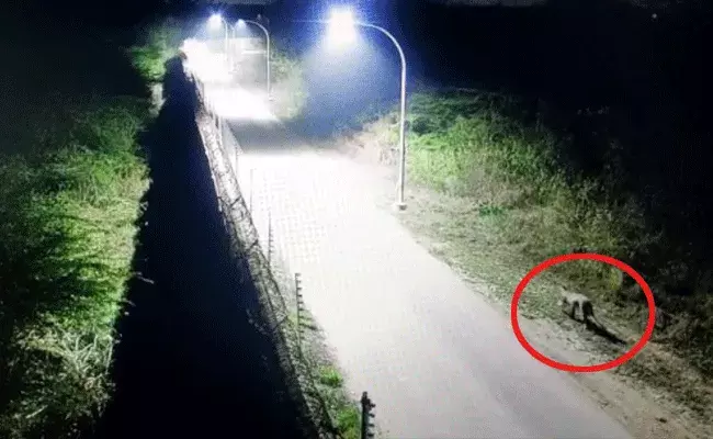 మెదక్‌ జిల్లాలో ఆటోలు, బైక్‌లను వెంబడిస్తోన్న చిరుతలు