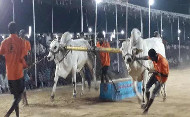 ముగిసిన రాష్ట్రస్థాయి 33వ ఒంగోలు జాతి ఎద్దుల బండలాగుడు పోటీలు ముగిసిన రాష్ట్రస్థాయి 33వ ఒంగోలు జాతి ఎద్దుల బండలాగుడు పోటీలు