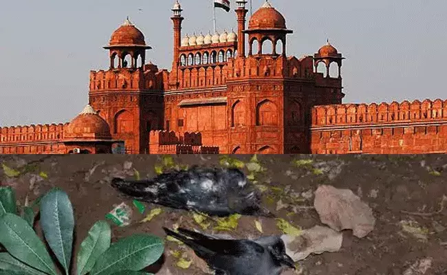 15 కాకులు మృతి.. ఎర్రకోట క్లోజ్