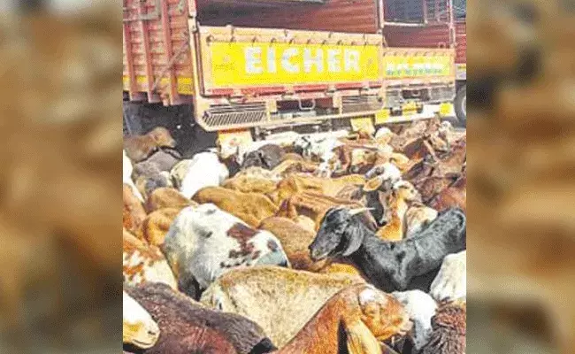 డీసీఎం వ్యాన్ బోల్తా.. 80 గొర్రెలు మృతి డీసీఎం వ్యాన్ బోల్తా.. 80 గొర్రెలు మృతి