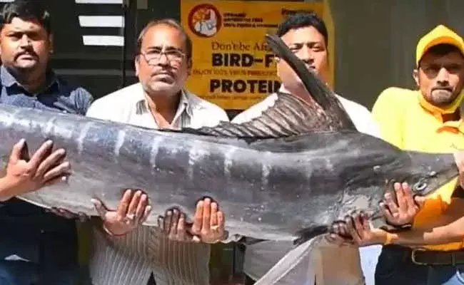 భాగ్యనగరంలో కనువిందు చేస్తున్న 75 కిలోల కుంభకోణం చేప