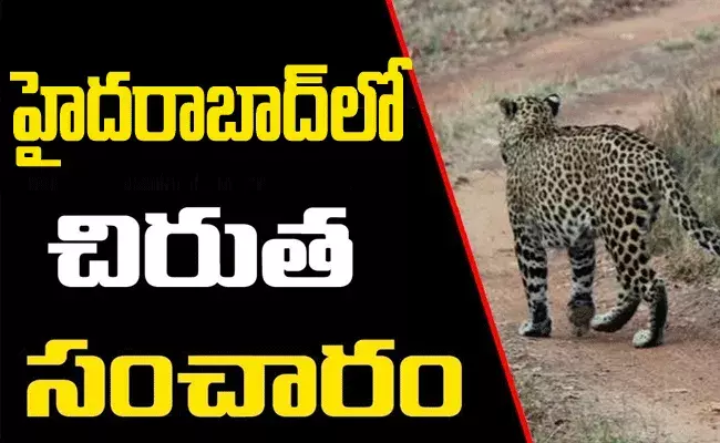 లారీ డ్రైవర్‌పై దాడి చేసిన చిరుత.. అక్కడే ఓ ఆవును చూసి..