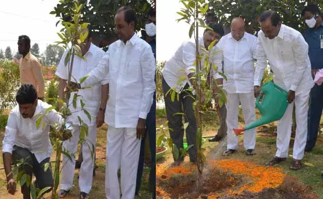 కోటి వృక్షార్చనలో రుద్రాక్ష మొక్క నాటిన సీఎం కేసీఆర్