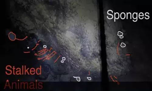 అంటార్కిటికా మంచు కింద వింత జీవి.. !