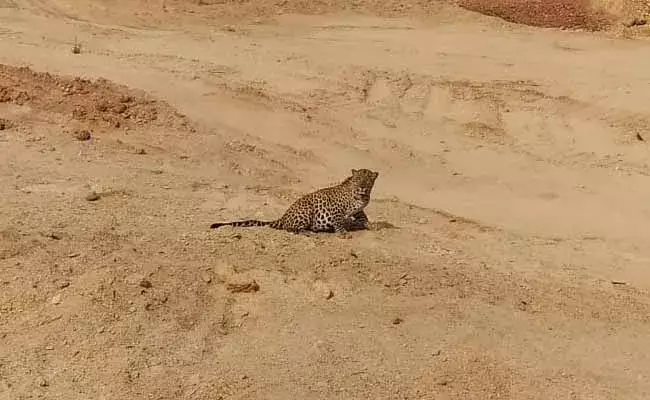 రాజన్న సిరిసిల్ల జిల్లాలో చిరుత కలకలం..! రాజన్న సిరిసిల్ల జిల్లాలో చిరుత కలకలం..!