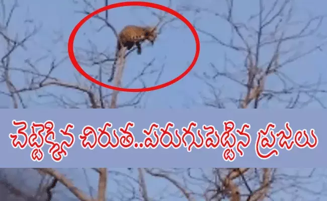 చెట్టెక్కిన చిరుత.. పరుగులంకించుకున్న యువకులు