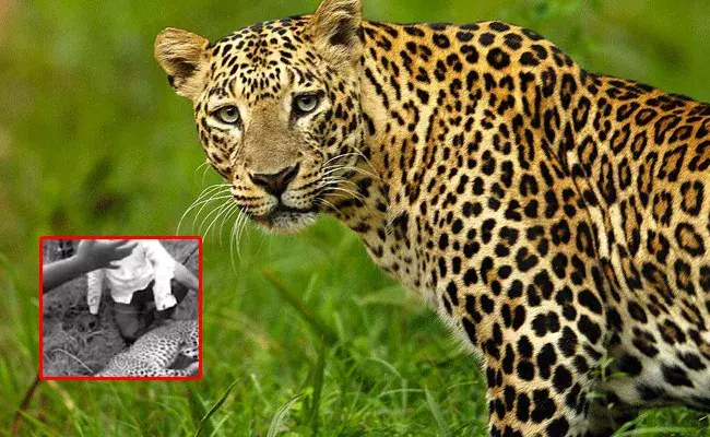 భార్య, కుమార్తెను రక్షించుకునేందుకు.. చిరుతపై విరుచుకుపడిన వ్యక్తి