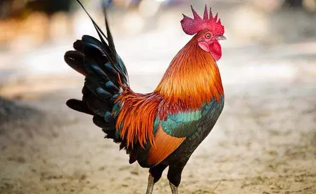 కోడిని అరెస్టు చేయలేదు.. కేవలం సంరక్షించేందుకే తీసుకువచ్చాం : పోలీసులు కోడిని అరెస్టు చేయలేదు.. కేవలం సంరక్షించేందుకే తీసుకువచ్చాం : పోలీసులు