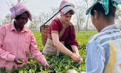 తేయాకు తోటల్లో పనిచేసిన ప్రియాంక గాంధీ