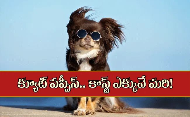 Most Expensive Dogs.. క్యూట్ పప్పీస్.. ఇవి చాలా కాస్ట్లీ గురూ!