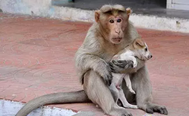 కుక్కపిల్లను అక్కున చేర్చుకున్న కోతి.. !