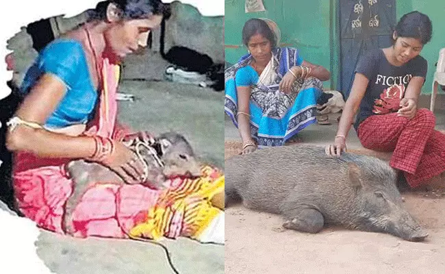 బిడ్డ లెక్క సాకుతుండే.. అడవి పంది లేకుండ అన్నమెట్ల తినేది: అమ్మ ఆవేదన బిడ్డ లెక్క సాకుతుండే.. అడవి పంది లేకుండ అన్నమెట్ల తినేది: అమ్మ ఆవేదన