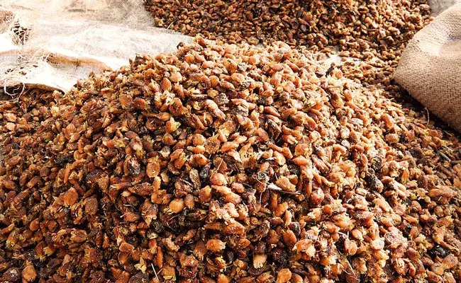 ఇప్పపువ్వుతో గర్భిణీ స్త్రీలకు.. ఇప్పపువ్వుతో గర్భిణీ స్త్రీలకు..