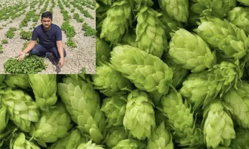 వామ్మో.. ఇదేంది అబ్బయా.. ఈ కూరగాయ కిలో లచ్చరూపాయలా!! వామ్మో.. ఇదేంది అబ్బయా.. ఈ కూరగాయ కిలో లచ్చరూపాయలా!!