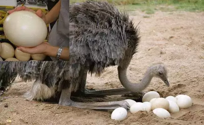 గుడ్డు బరువు 2 కిలోలు.. ఒక్క గుడ్డు 15 మందికి ఫుడ్డు..!