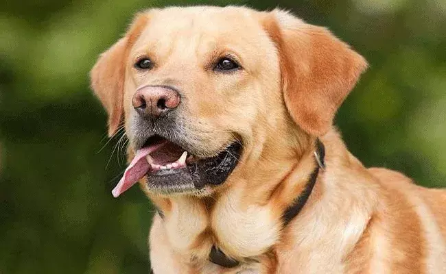 ఛీ.. మీరసలు కన్నవాళ్లేనా.. మీ కూతుర్ని ఆ దుర్మార్గుడు..: శునకం పశ్చాత్తాపం