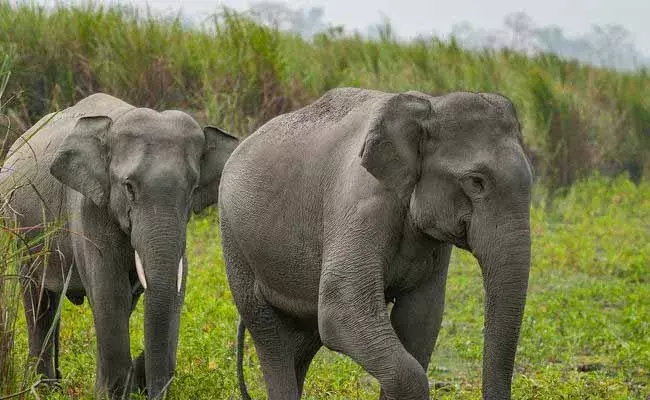 చిత్తూరు జిల్లాలో ఏనుగుల గుంపు హల్‌చల్‌