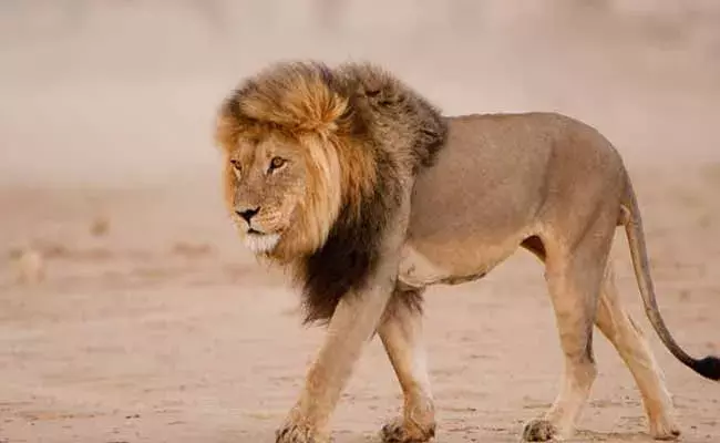 హైదరాబాద్ లోని జూపార్కులో 8 ఆసియా సింహాల్లో కరోనా లక్షణాలు ..!