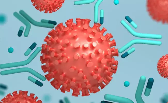 Antibodies : వారిలో యాంటీబాడీలు ఎన్ని నెలలు ఉంటాయంటే..?