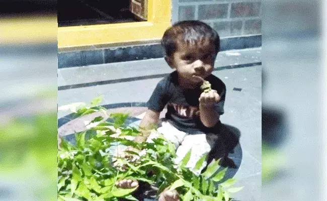 బుడ్డోడు భలేటోడు.. వేపాకుల్ని చాక్లెట్లలా.. బుడ్డోడు భలేటోడు.. వేపాకుల్ని చాక్లెట్లలా..