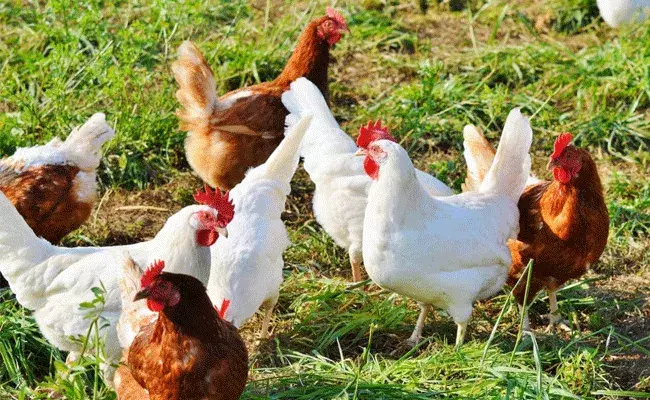 నిజమా.. చికెన్ తింటే బ్లాక్ ఫంగస్ వస్తుందా!!