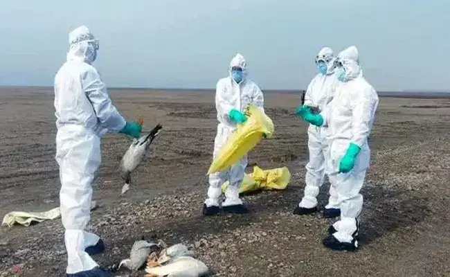 China : చైనా లో మరో భయంకరమైన వైరస్..!