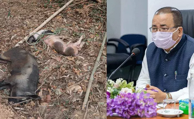 ఆఫ్రికన్ స్వైన్ ఫీవర్.. మిజోరంలో 671 పందులు మృతి ఆఫ్రికన్ స్వైన్ ఫీవర్.. మిజోరంలో 671 పందులు మృతి