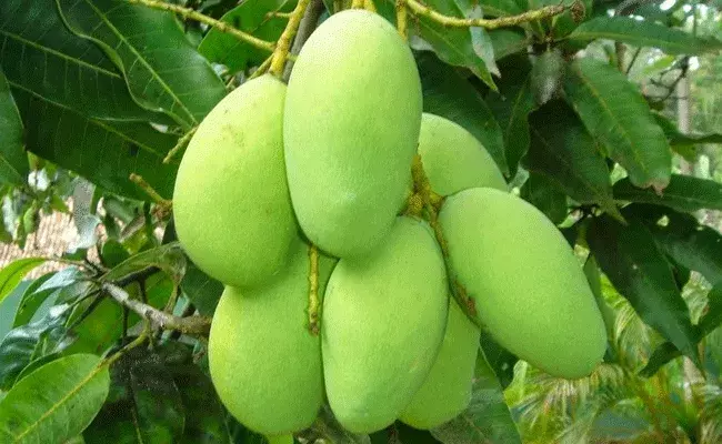 Noorjahan: నూర్జహాన్ .. ఒక్కో మామిడి పండు వెయ్యి రూపాయలంట.. Noorjahan: నూర్జహాన్ .. ఒక్కో మామిడి పండు వెయ్యి రూపాయలంట..