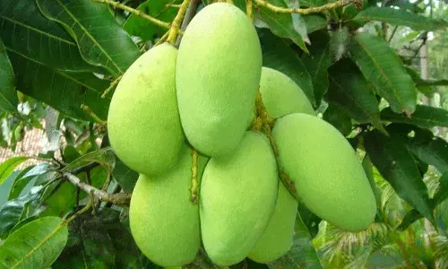 Noorjahan: నూర్జహాన్ .. ఒక్కో మామిడి పండు వెయ్యి రూపాయలంట.. Noorjahan: నూర్జహాన్ .. ఒక్కో మామిడి పండు వెయ్యి రూపాయలంట..