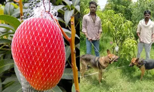 2 మామిడి చెట్లకు నలుగురు మనుషులు, ఆరు కుక్కలు కాపలా.. 2 మామిడి చెట్లకు నలుగురు మనుషులు, ఆరు కుక్కలు కాపలా..