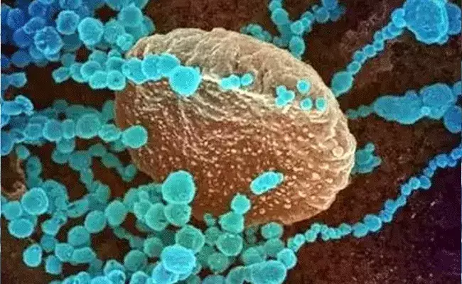 Delta Plus Variant: కరోనా కొత్త అవతారం.. డెల్టా ప్లస్ వేరియంట్